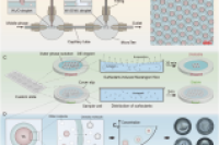 AI赋能双乳液液滴微反应器，实现蛋白质快速可重复结晶