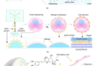 气溶胶微流控策略构建胶质瘤微模型，加速药物研发