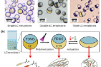 复杂液晶乳液衍生可逆形变多相微颗粒，打开自适应光学新可能