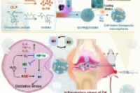 可注射水凝胶微球共载纳米酶、药物与干细胞，用于骨关节炎协同治疗
