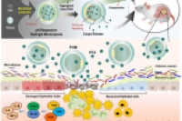 微流控三重乳液策略制备pH响应型核壳微胶囊，用于治疗炎症性肠病