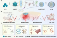 微流控制备超声响应压电微球，实现子宫内膜无创修复