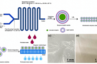 微流控制备超声响应压电微球，实现子宫内膜无创修复