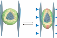 微流控构筑全可变形双阻带光子微胶囊：面向智能传感与应力可视化