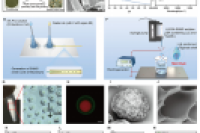 pH响应性益生菌-益生元层级微球，为肥胖相关免疫代谢疾病带来靶向治疗新选择