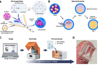 3D打印紧凑型多喷嘴微流控装置，实现多能干细胞规模化封装