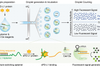 液滴微流控赋能的适配体偶联 CRISPR/Cas12a 平台：实现 sPD-L1 的超灵敏检测