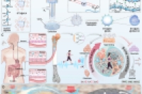 《Bioactive Materials》：口服压电微球！重建骨内源性生物电节律，治疗骨质疏松